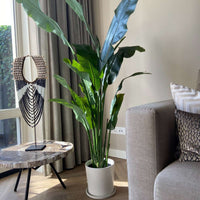 Kunstplant Strelitzia Xxl