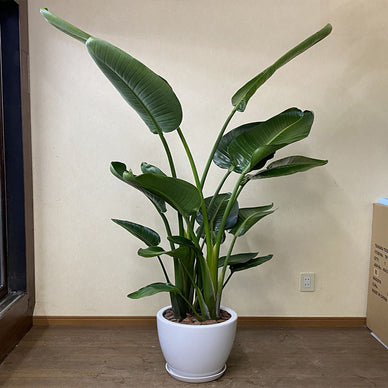 Zieleń która nie przemija...